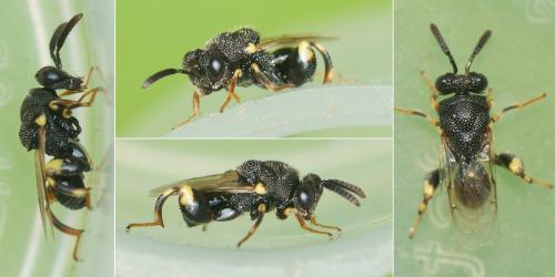 Brachymeria minuta